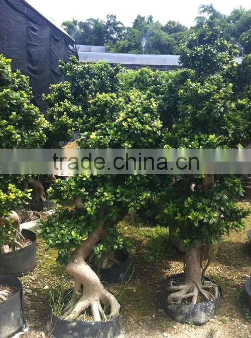 Ficus mircrocarpa