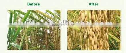 NPK fertilizer agriculture NPK 15 15 15 for wheat