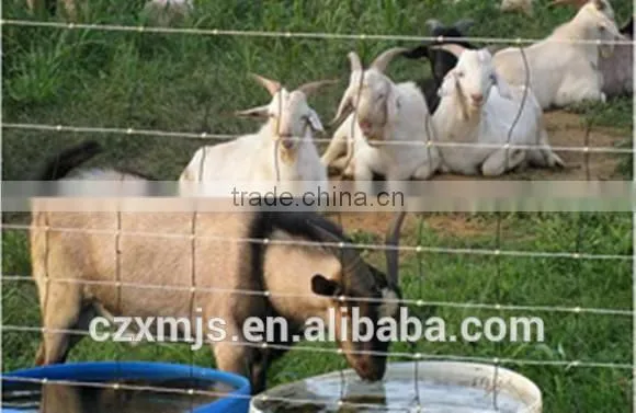 Galvanized steel cattle fence