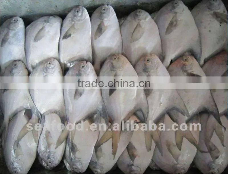 silver pomfret