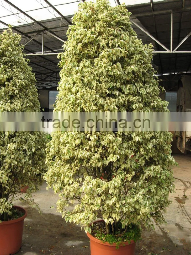 Ficus benjamina