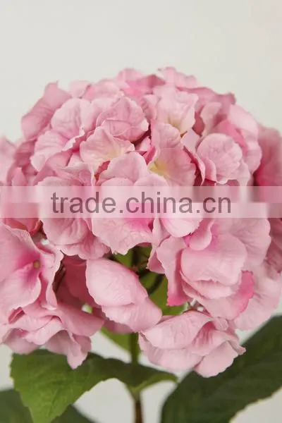 stable supplying high quality variegate color corn husks flowers