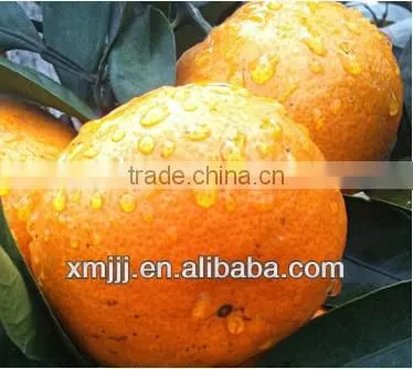 orange buyers