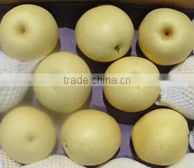 Chinese Centurial pear(white)