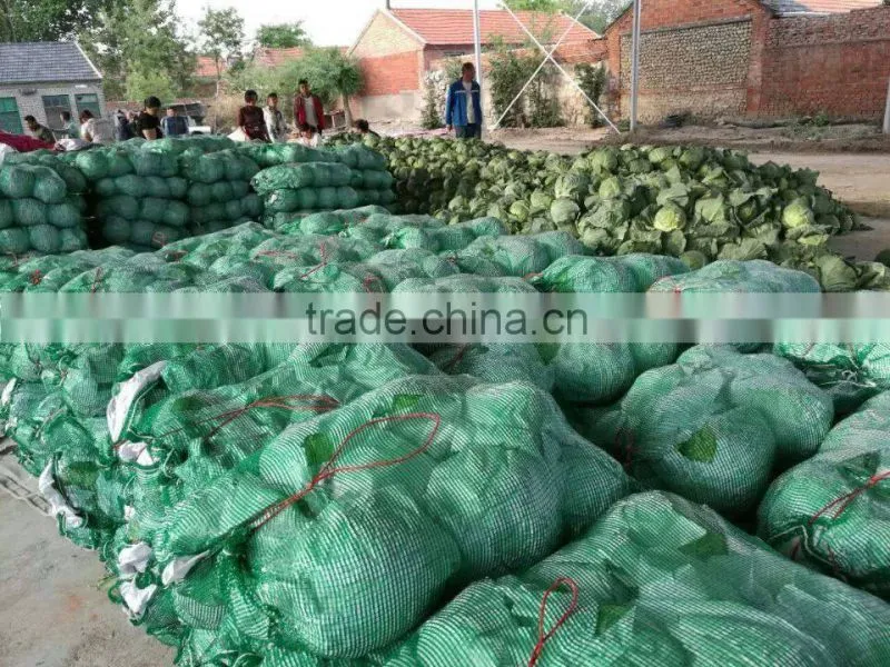 VIET NAM FRESH CABBAGES VIETGAP