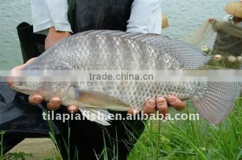 frozen tilapia seafood fish