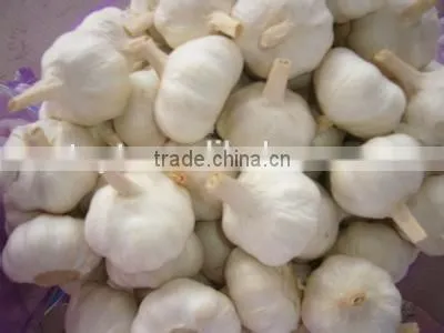 cheapest price new old crop producer of fresh normal white white natural garlic