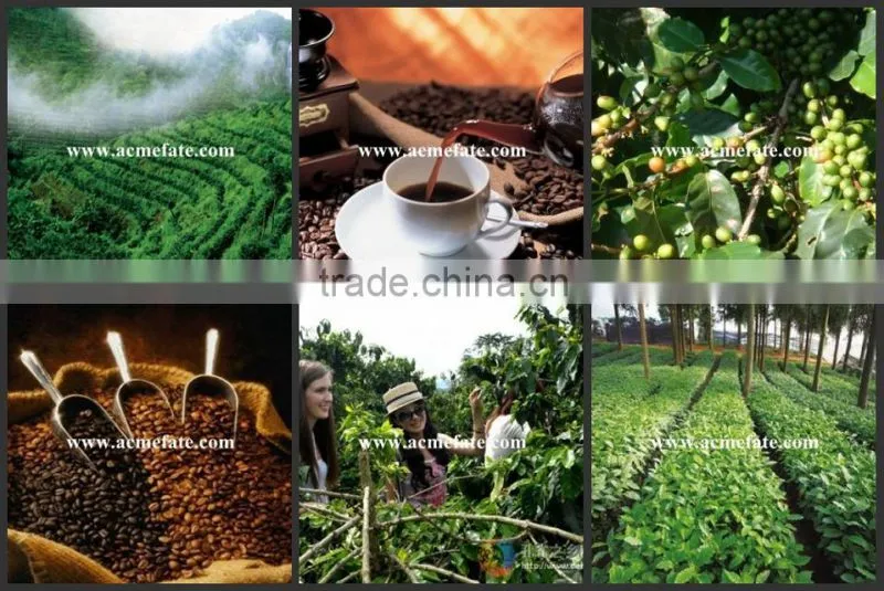 Arabica green coffee beans