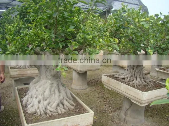 Artistic best bonsai of ficus microcarpa