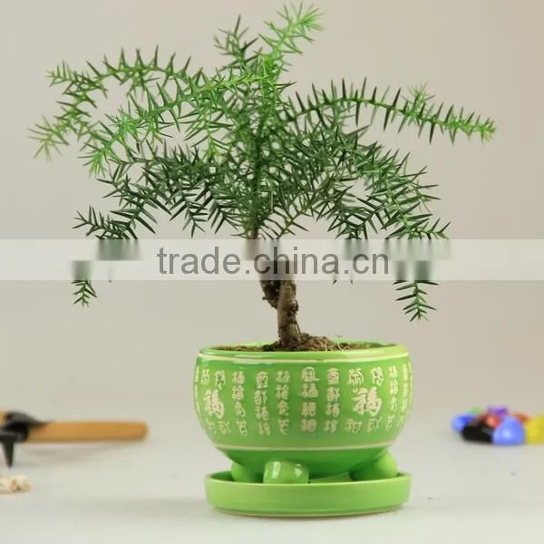 Hoop Pine, Araucaria cunninghamii Sweet Seedlings, as Bonsai, Pot Plants or Outdoor Plants