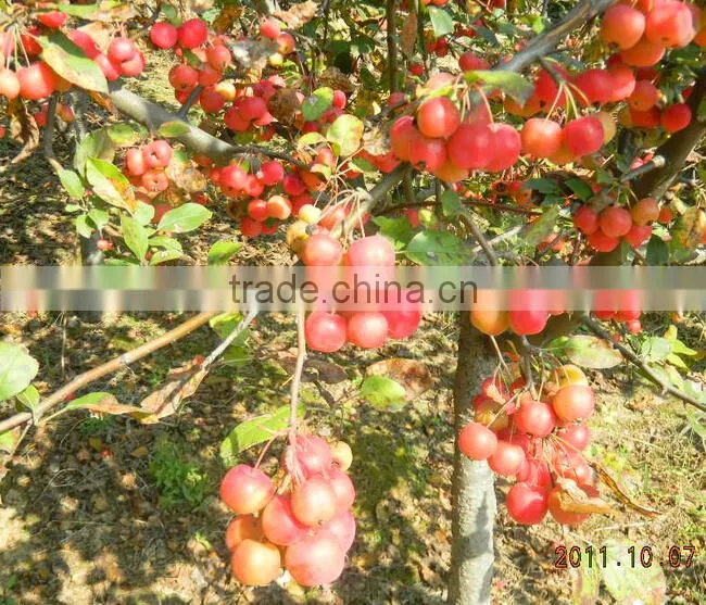 HAY Organic Fertilizers Plant Source Compound Amino Acid