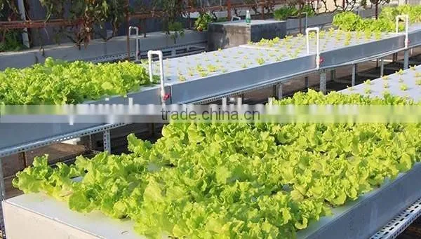 Agricultural Greenhouse Hydroponic Garden Flat System