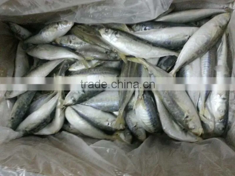 Frozen IQF/BQF Horse Mackerel Fish