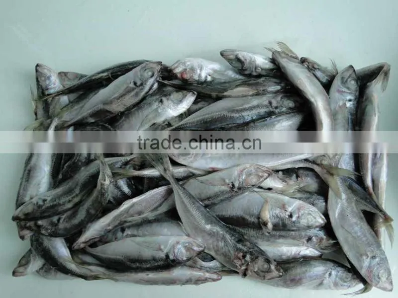China Export Frozen Horse Mackerel Fish For Sale 180-200