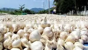 NATURAL GARLIC