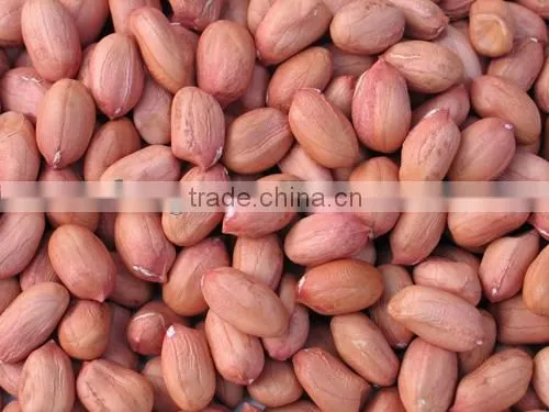 Chinese roasted peanut inshell
