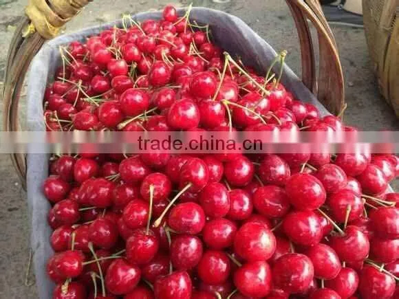 china paper bagged fresh cherries