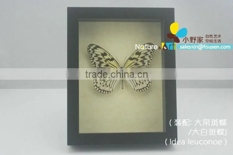 FOUSEN(017) Nature& Art preserved insect mounted in glasses frame