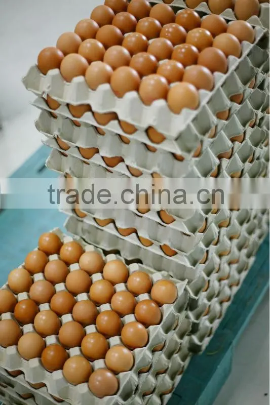 Egg tray-30