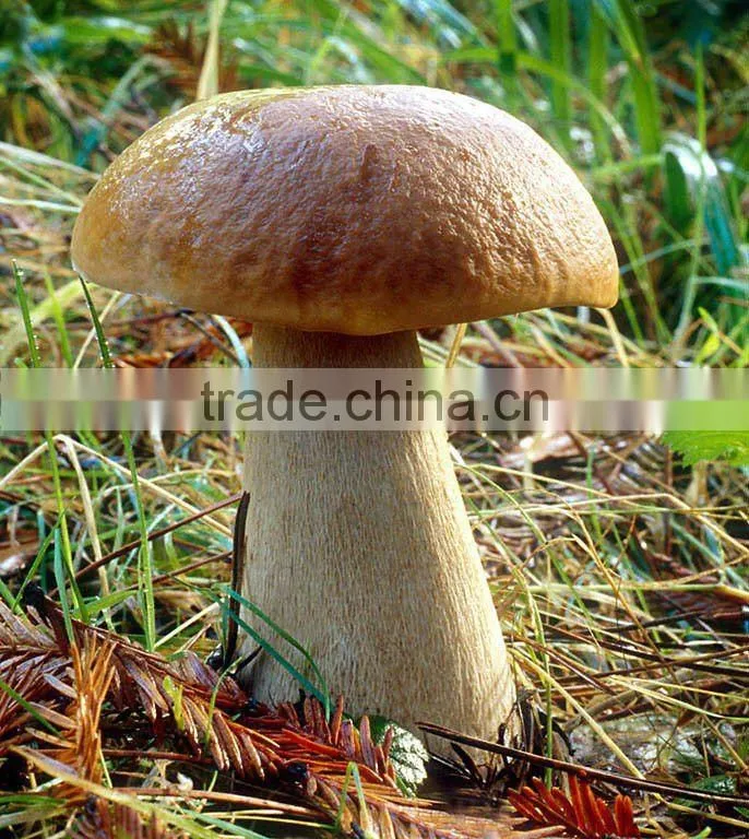 Frozen Wild Boletus Edulis