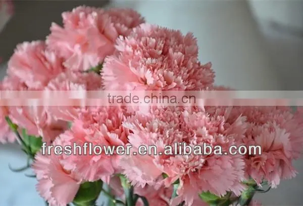 fresh cut flower of pink canation flower