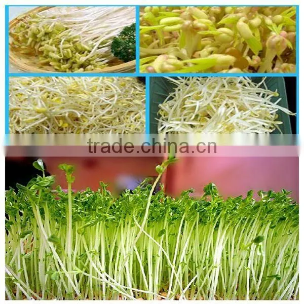 Lowest price automated bean sprouts machine with best service