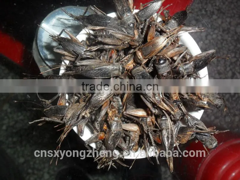 animal feed manufacturer provides straightly dry crickets