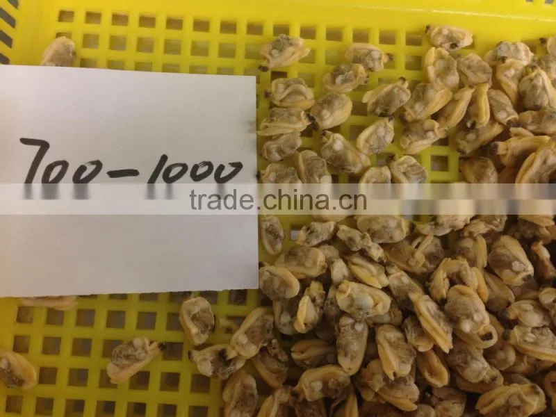 High quality frozen short necked clam meat