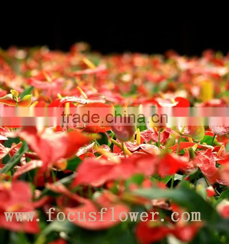 wholesale fresh cut flower plants Anthurium from kunming