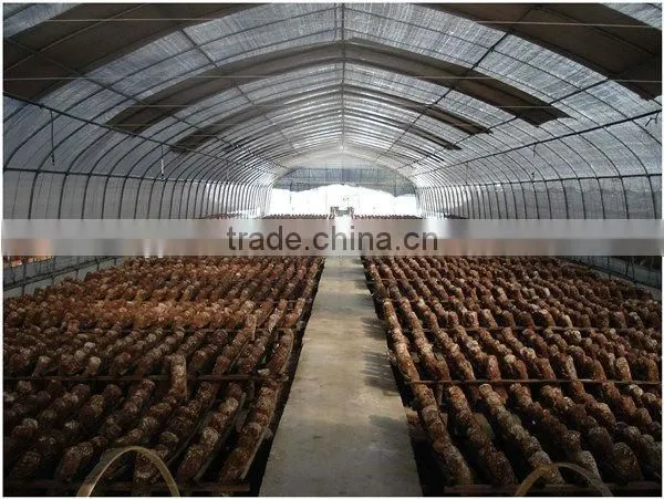 hot sale tunnel film greenhouse