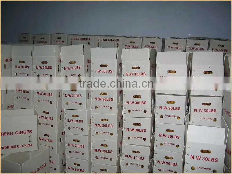 China fresh ginger with lowest price 22kg/mesh bag