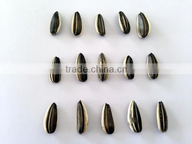 Inner Mongolia sunflower seeds 5009