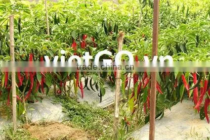 Good quality dry red chili