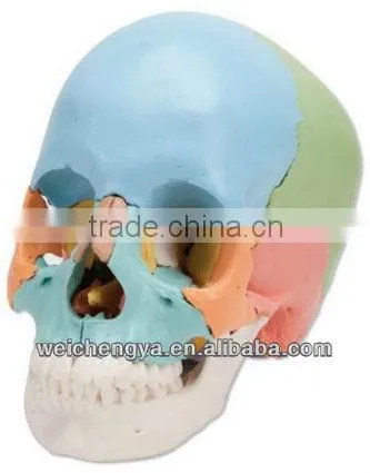 Scientific Human Colored Skull Model