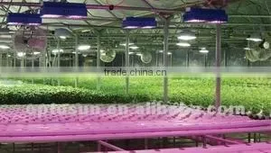 300w led grow light vegetable with 8 pcs fans