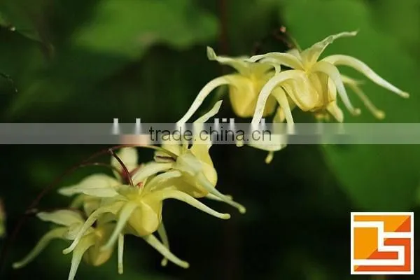 organic horny goat weed extract for sex medicine