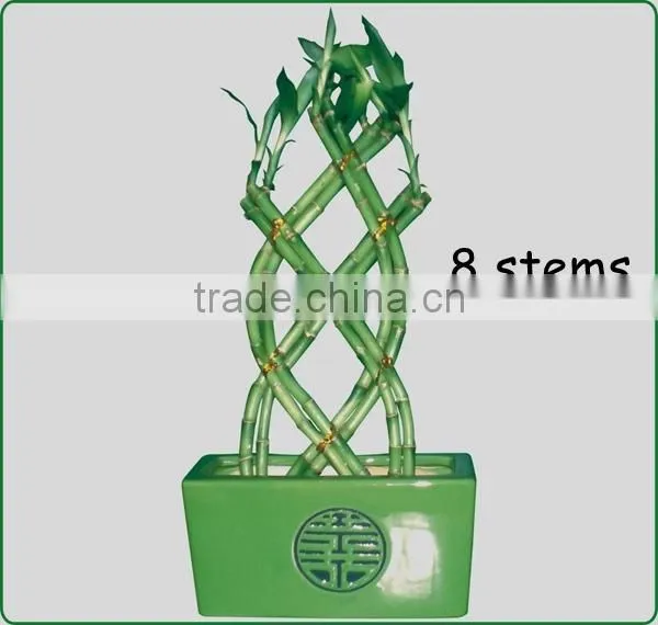 18 stems braided lucky bamboo bonsai tree dracaena sanderiana indoor aquatic feng shui plants nursery garden decoration