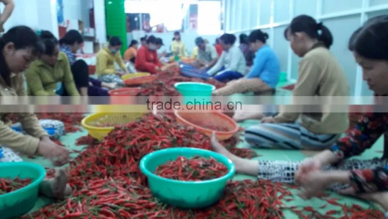 HOT PEPPER, CHILLI +84963818434 whatsapp