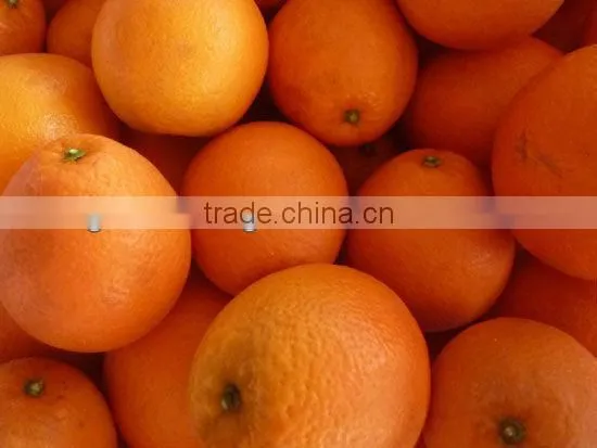 fresh navel orange all size