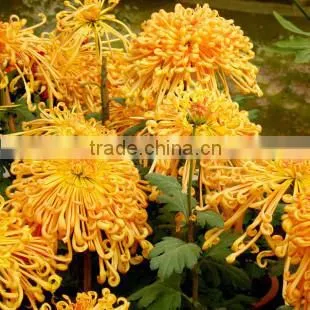 Hybrid Chrysanthemum Seeds For Sale