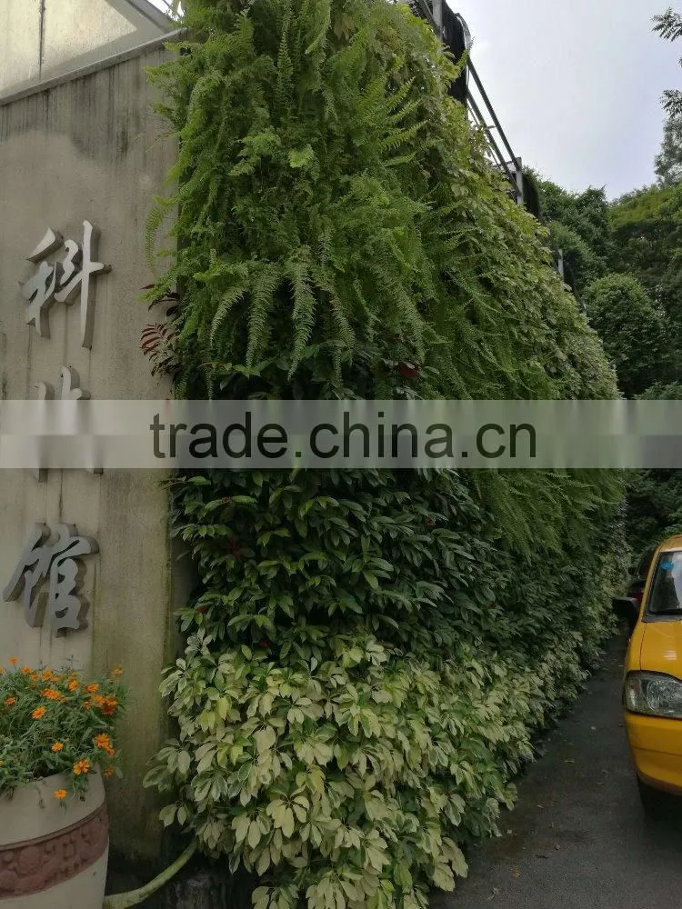 Vertical ornamental plants