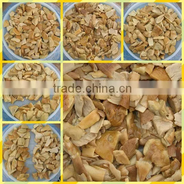 bolete,buy boletus edulis mushroom