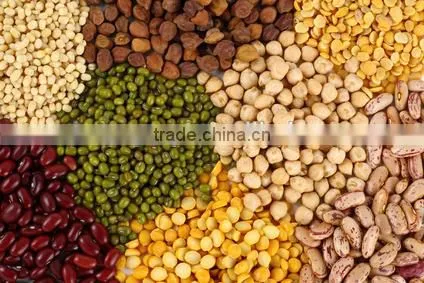 green mung bean tin can packing