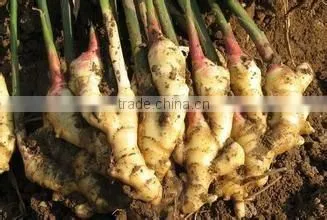 New 2016 Fresh Ginger for Overseas from Shandong