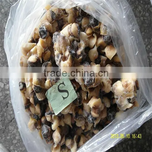 frozen seafood conch