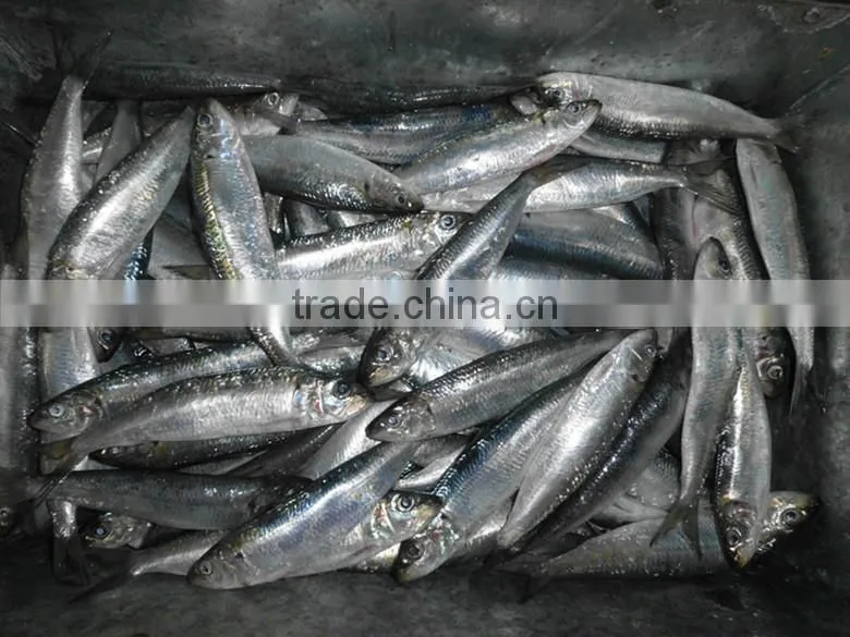 Factory Directly frozen sardinella With Bottom Price