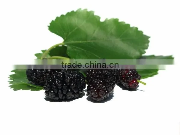 Nature Pure Mulberry Leaf Powder Producers