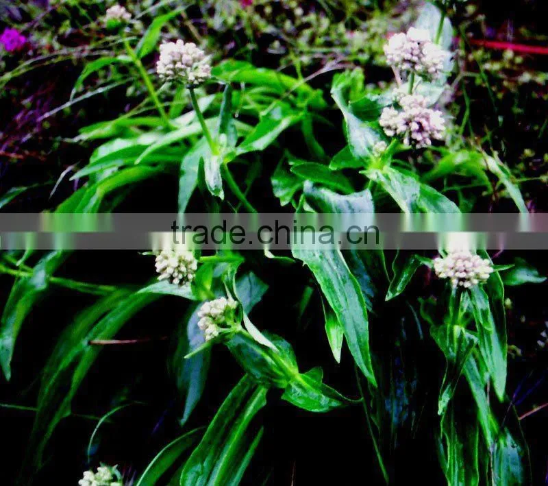 Natural Spikenard Oil