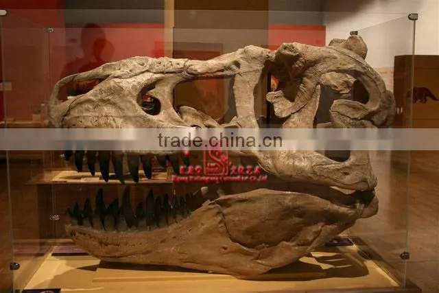 3 Meters long Fiberglass Dinosaur Skull Replicas