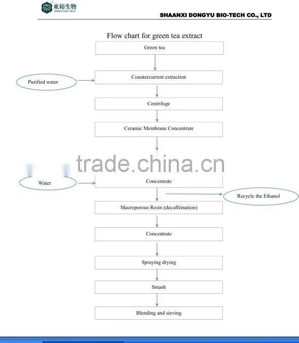 GMP Manufacture Supply Top Quality Green Tea Extract 50% polyphenols fine tea powder